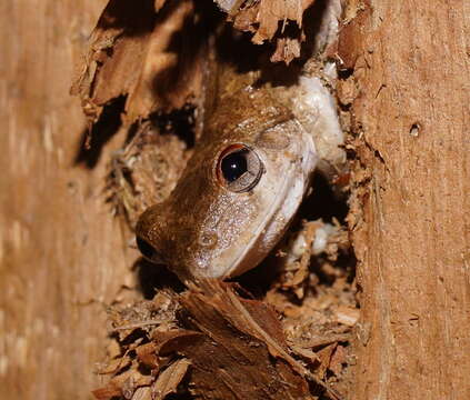 Litoria rothii (De Vis 1884)的圖片