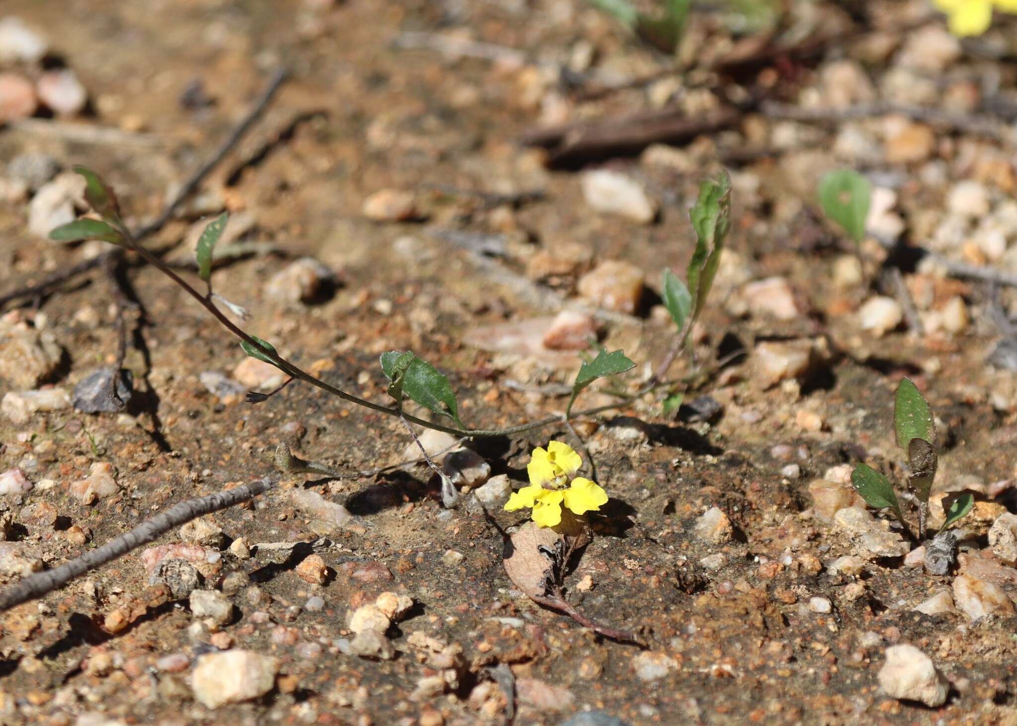 Image of Goodenia hederacea Sm.