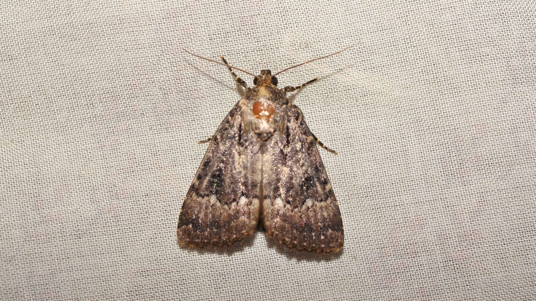 Image of copper underwing