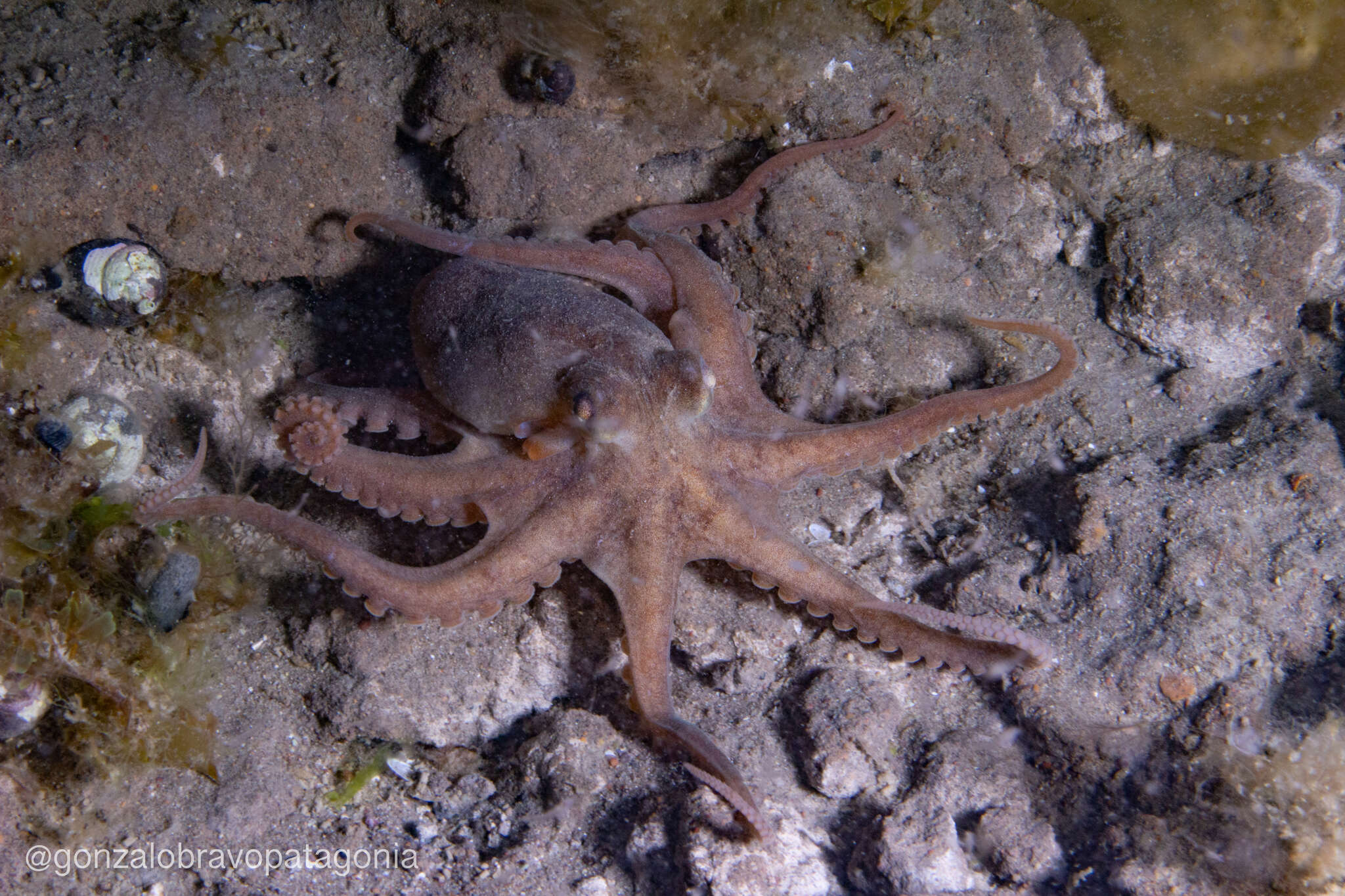 Слика од Octopus tehuelchus d'Orbigny