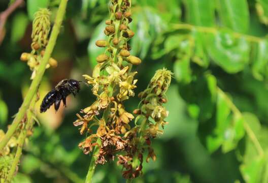 Imagem de Xylocopa mordax Smith 1874