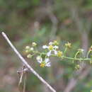 Mascagnia lucida resmi