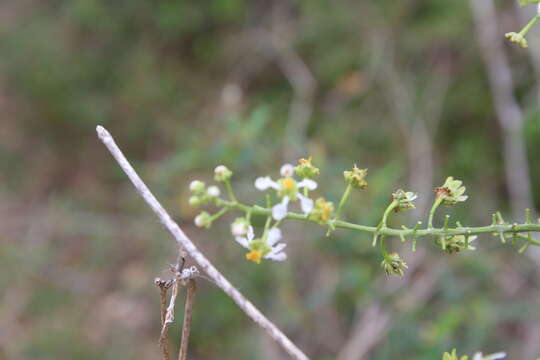 Image of Mascagnia lucida