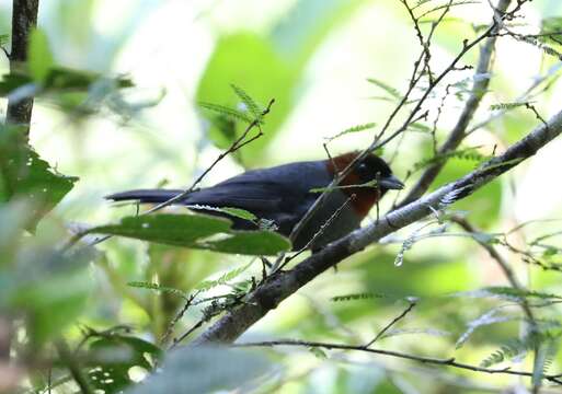 Image of Chestnut-headed Tanager