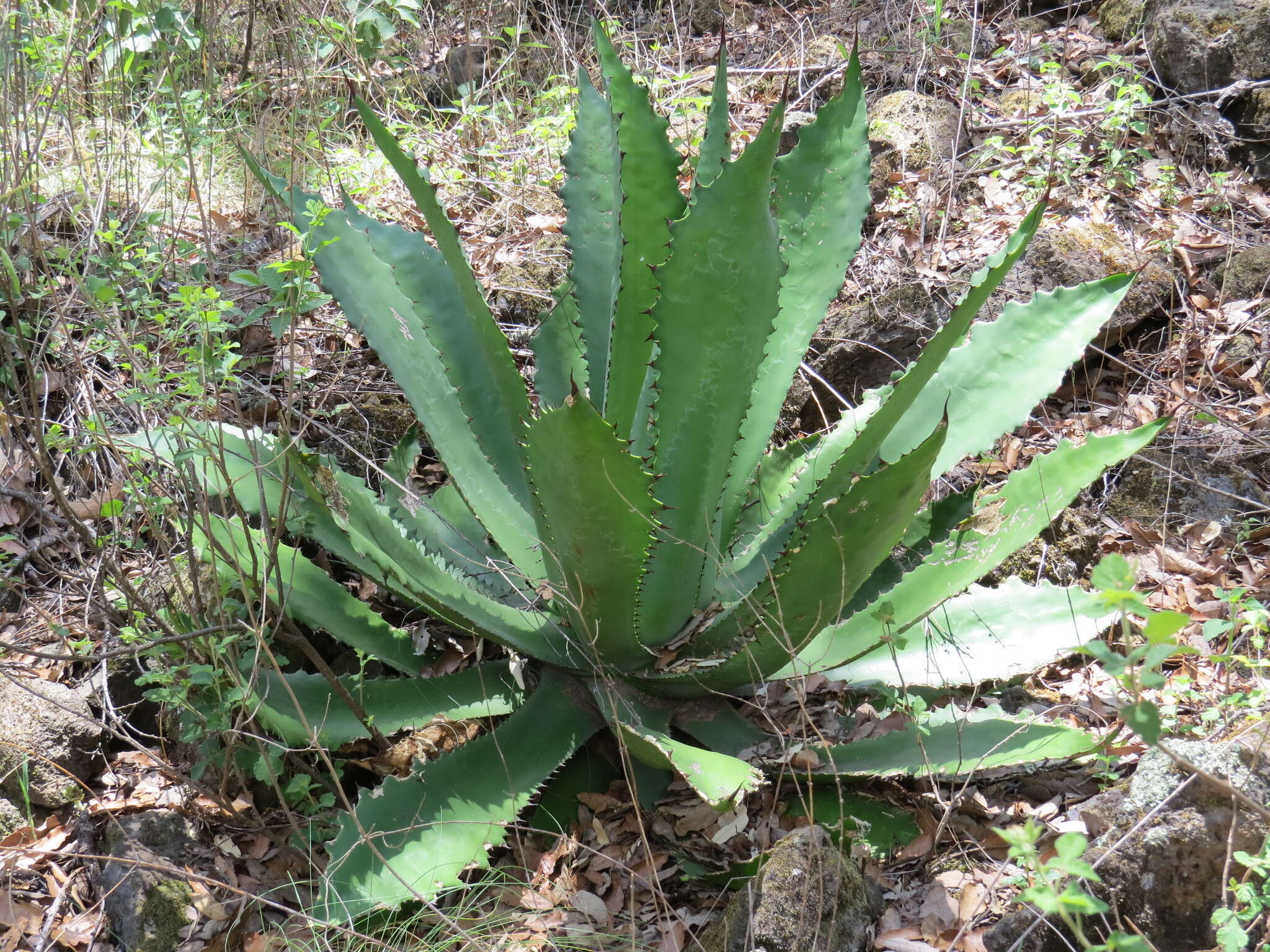 Image of Agave inaequidens subsp. inaequidens