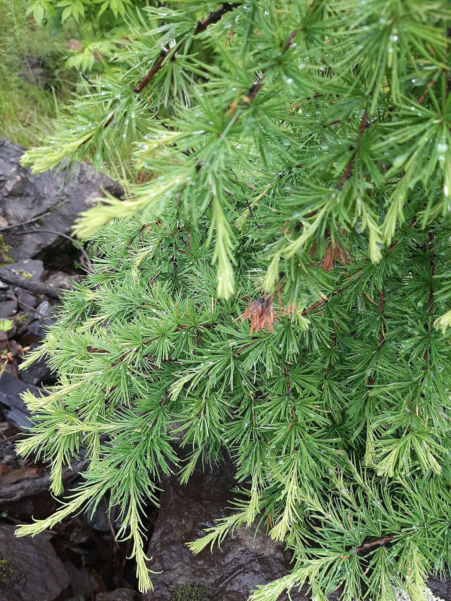 Image of Larix gmelinii var. gmelinii