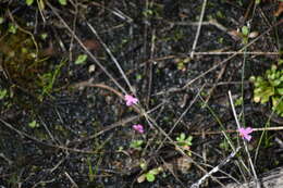 Image de Utricularia multifida R. Br.