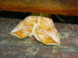 Image of Straight-lined Looper Moth