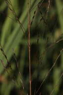 Image of Eragrostis amurensis Prob.