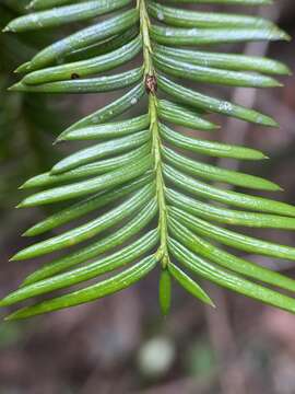 Image of Florida Yew