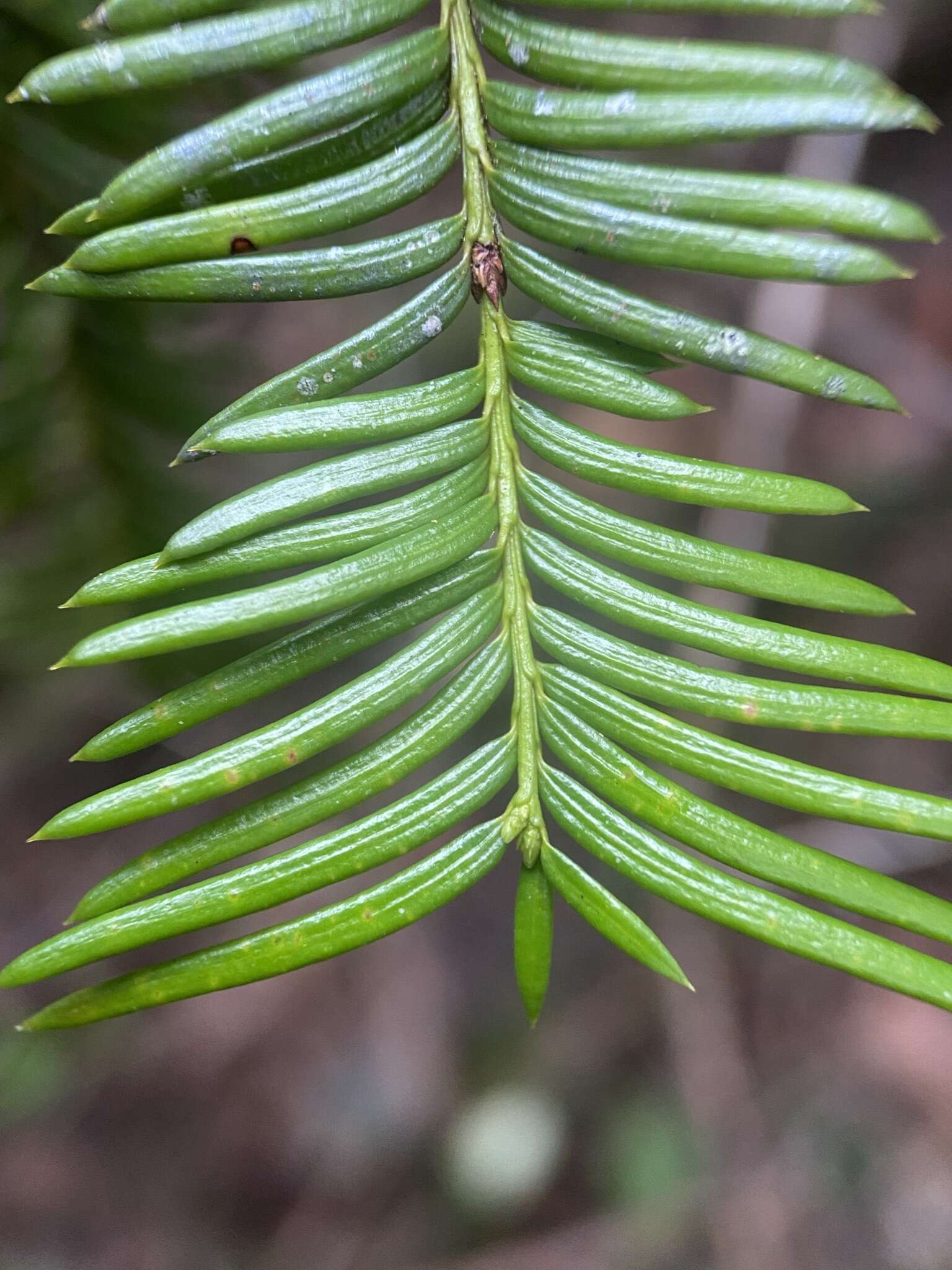 Image of Florida Yew