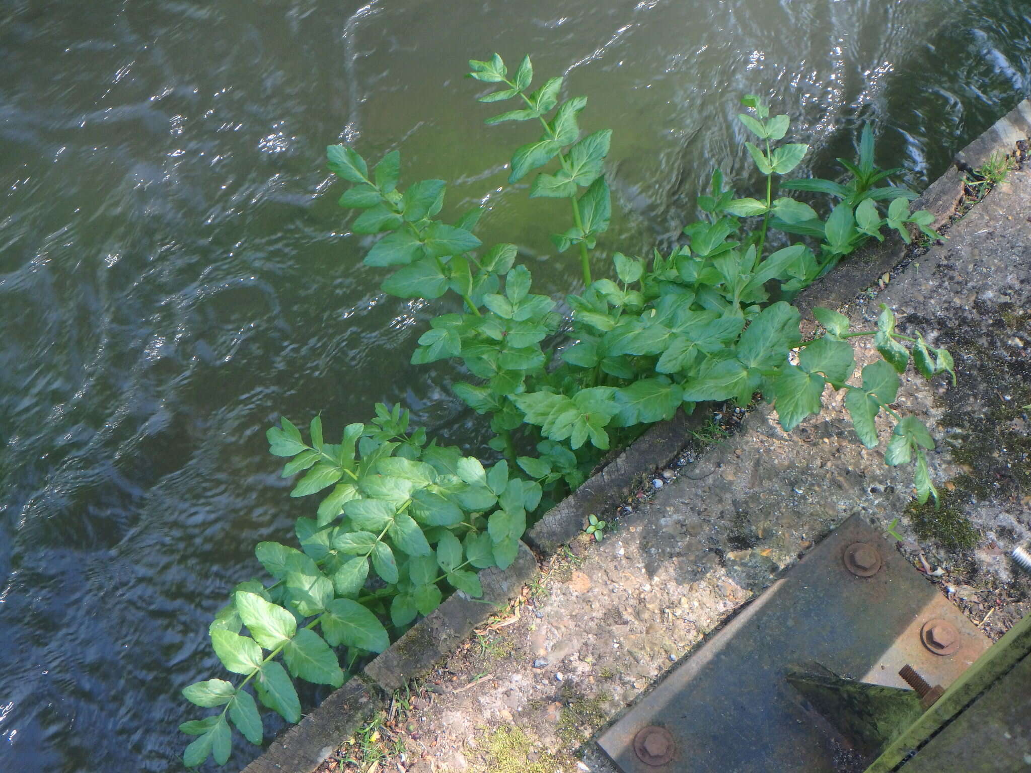 Image of Fool's-Watercress