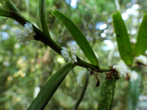 Plancia ëd Campylocentrum densiflorum Cogn.