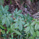 Image of Rubus reflexus var. lanceolobus F. P. Metcalf