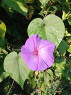 Image of Ipomoea variabilis (Schltdl & Cham.) Choisy