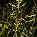 Image of Coleataenia anceps subsp. anceps