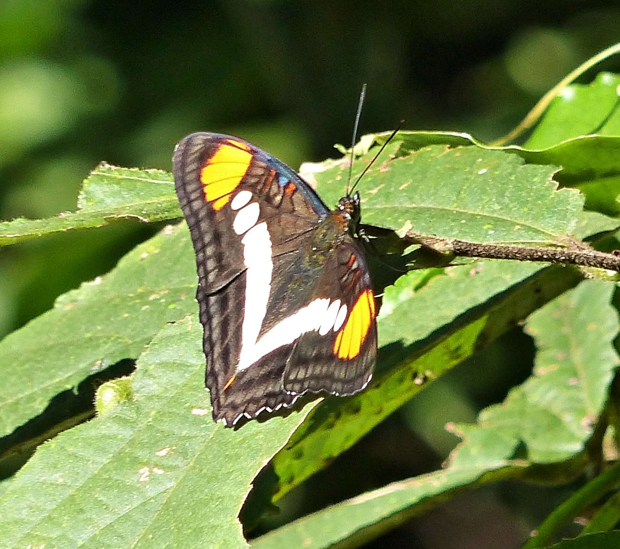 Imagem de Adelpha serpa serpa