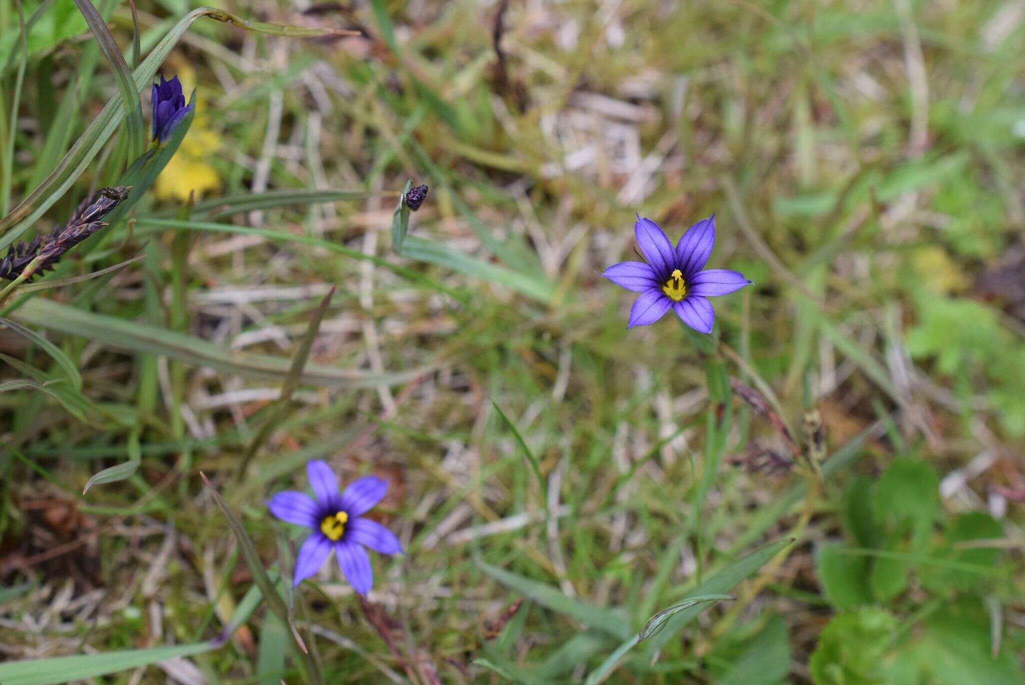 Sisyrinchium littorale Greene的圖片