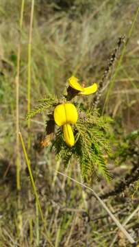 Image of Kotschya africana Endl.