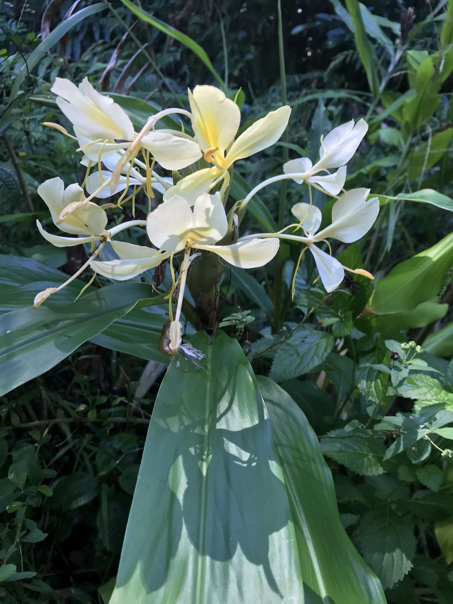 Слика од Hedychium flavum Roxb.