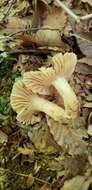 Image of Russula earlei Peck 1904