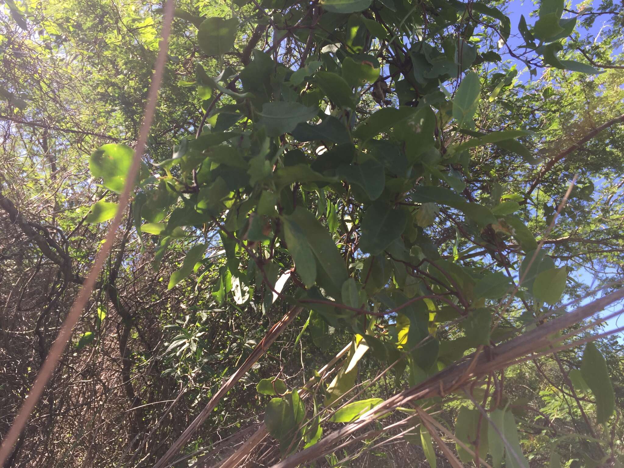 Image of Muehlenbeckia sagittifolia (Ortega) Meisn.