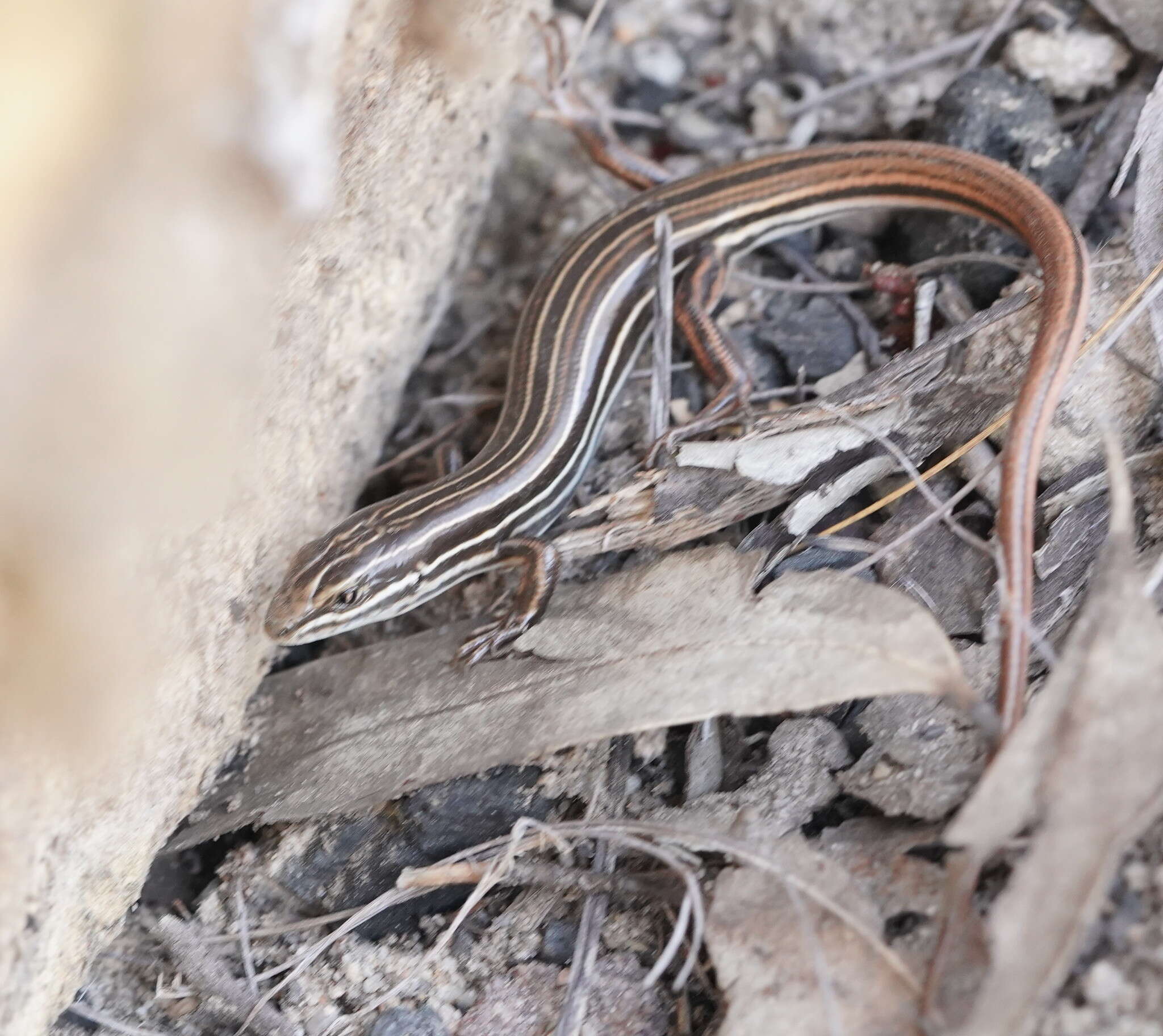 Imagem de Ctenotus taeniolatus (White 1790)