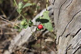 Image of Cucumis althaeoides (Ser.) P. Sebastian & I. Telford