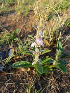 Image of Bugle plant