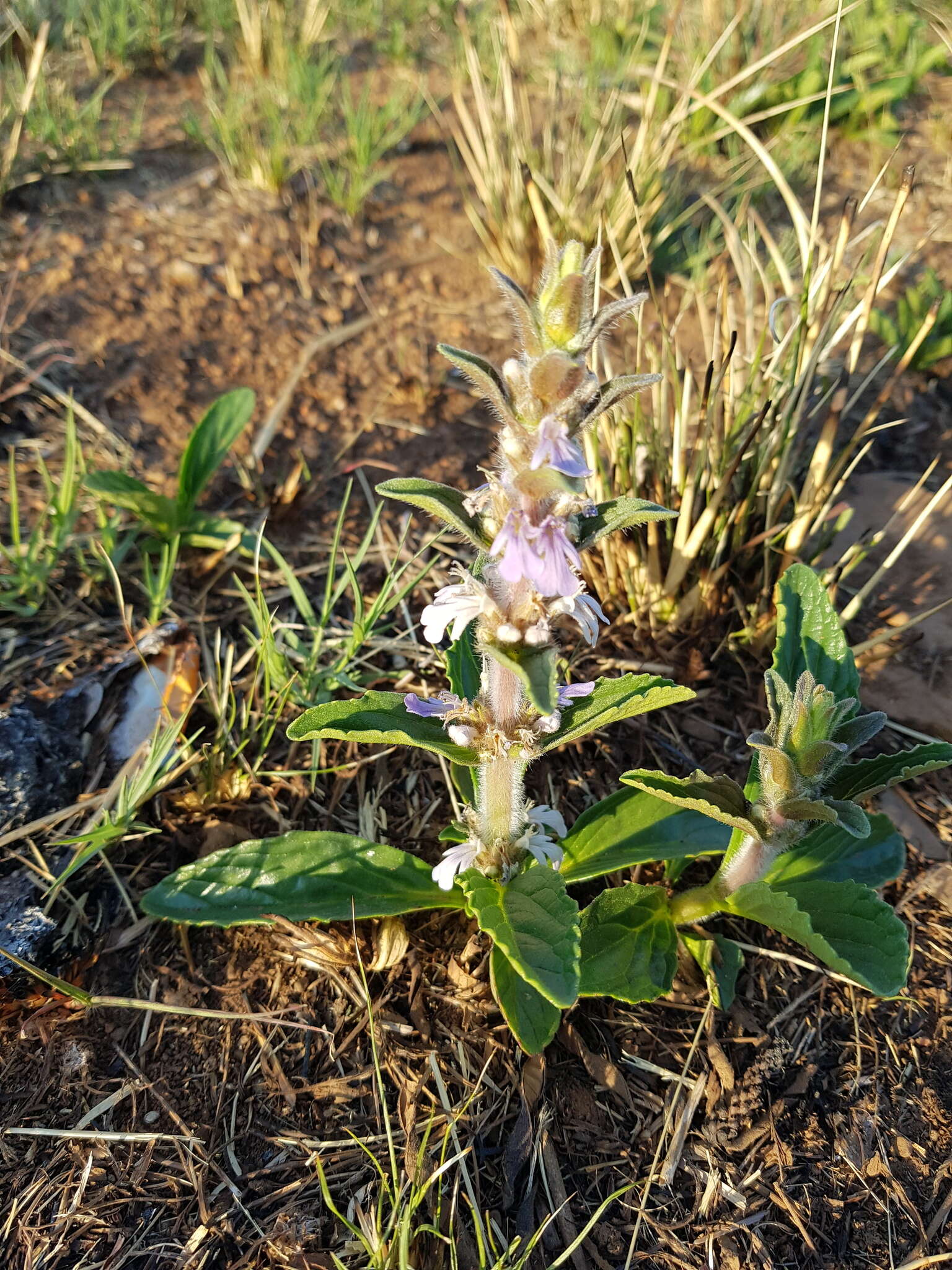 Image of Bugle plant