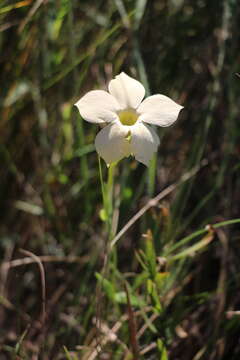 Image of Sebaea grandis (E. Mey.) Steud.