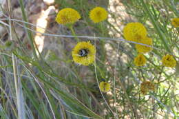 Слика од Chrysocoma ciliata L.