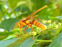 Image of <i>Polistes <i>carnifex</i></i> carnifex