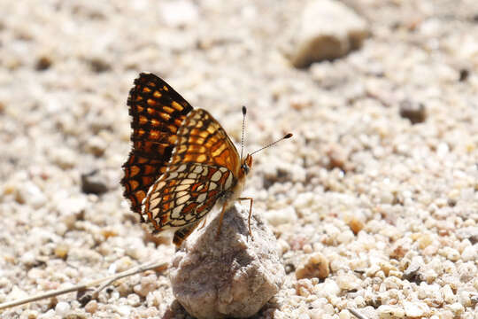 Image of Gabb's Checkerspot