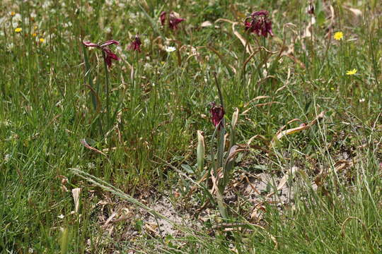 Image de Tulipa orphanidea Boiss. ex Heldr.