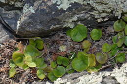 Imagem de Dichondra brevifolia J. Buch.