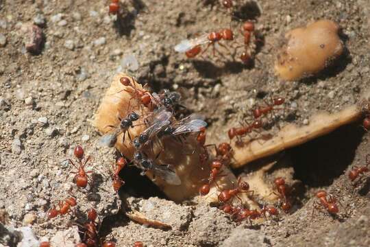 Image of Maricopa Harvester Ant