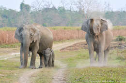 Image of Indian elephant