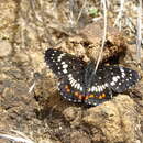 Image of Marina Checkerspot