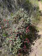 Image of redflower buckwheat