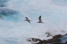 Image of Blue Noddy