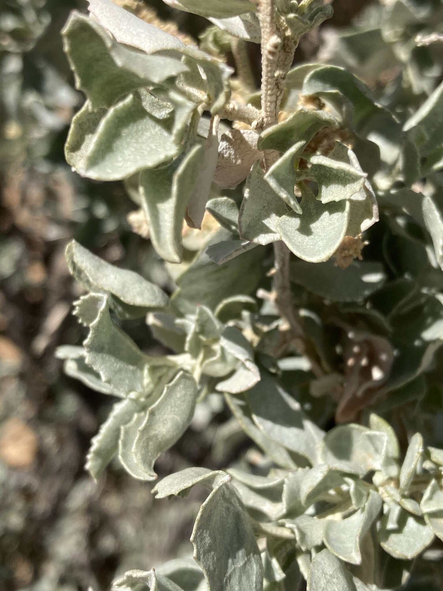 Image de Atriplex nummularia subsp. nummularia