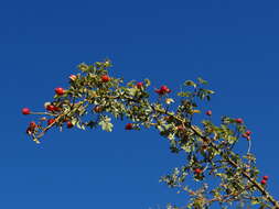 Image of Mediterranean rose