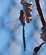 Image of Blue-eyed Darner