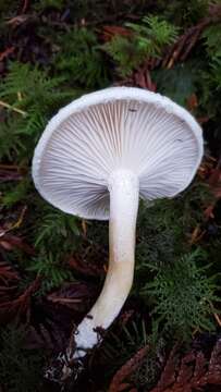 Hygrophorus bakerensis A. H. Sm. & Hesler 1942 resmi