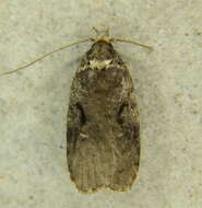 Image of Agonopterix hyperella Ely 1910