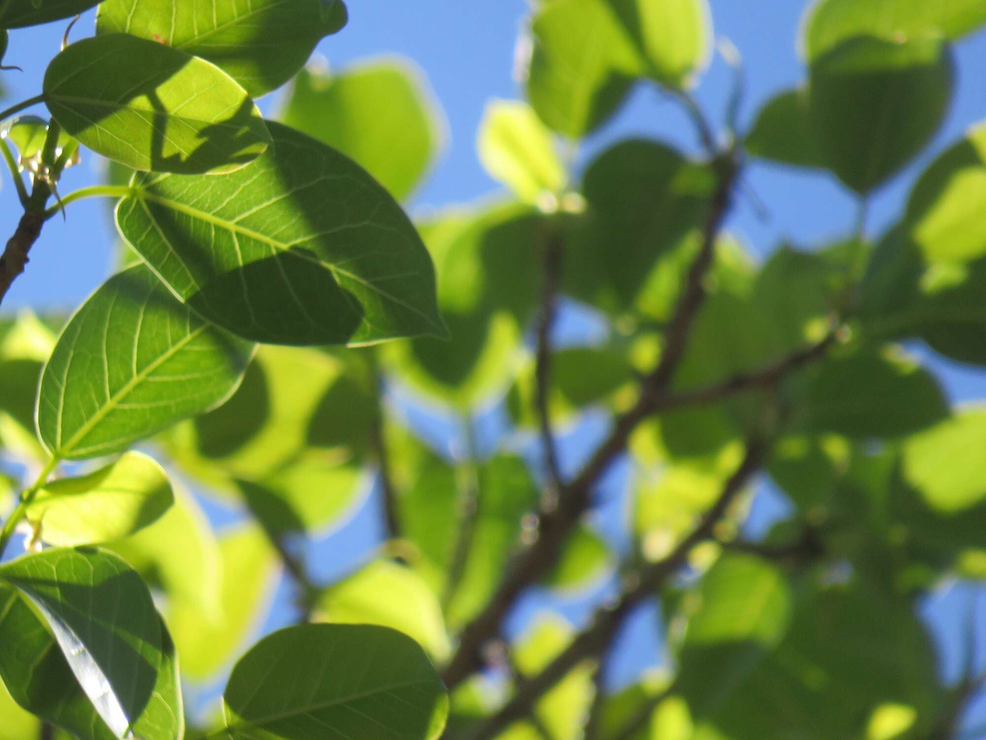 Ficus polita subsp. polita的圖片