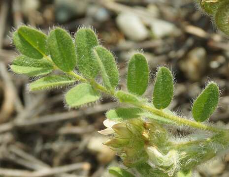 Image of Hungarian milkvetch