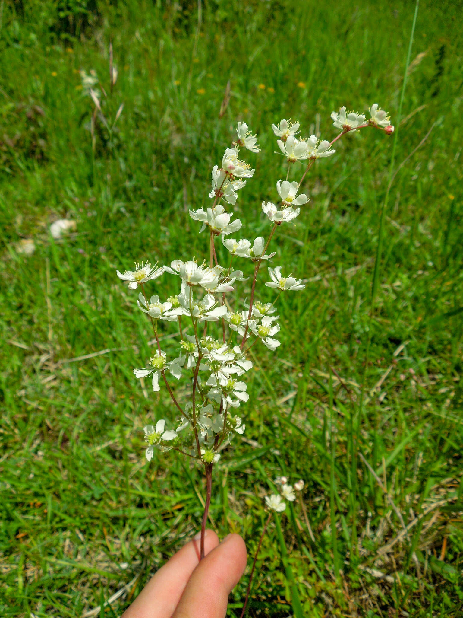 Plancia ëd Filipendula vulgaris Moench