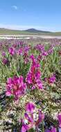 Plancia ëd Oxytropis microphylla (Pall.) DC.